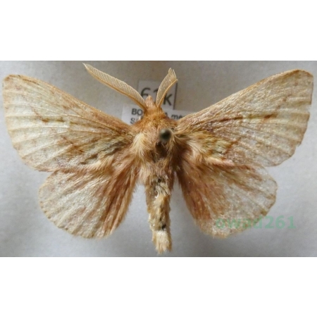 Euthrix potatoria (Linnaeus, 1758) male Barczatka napójka Czech61k